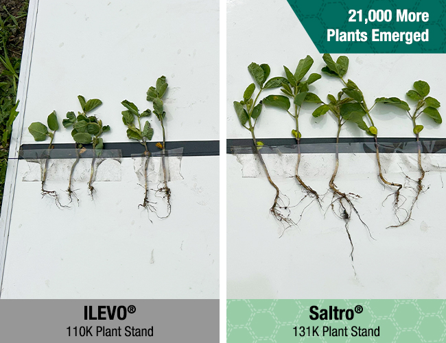 Side-by-side soybean root comparison showing Saltro seed treatment with MagniSafe technology compared with ILEVO seed treatment, with Saltro resulting in 21,000 more emerged plants.